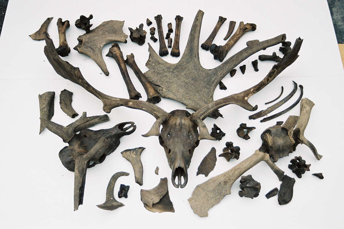 Un dinte de ren găsit la Atapuerca devansează cu zeci de mii de ani sosirea faunei glaciare pe Peninsula Iberică, rescriind ceea ce știm despre frigul extrem din Pleistocen.