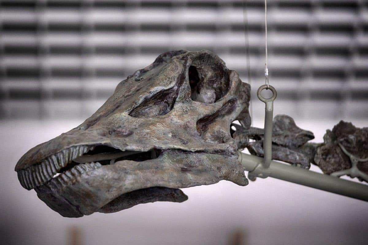 Cum o furtună și un craniu aproape intact au ajutat la descoperirea unui amfibian care a domnit înaintea dinozaurilor