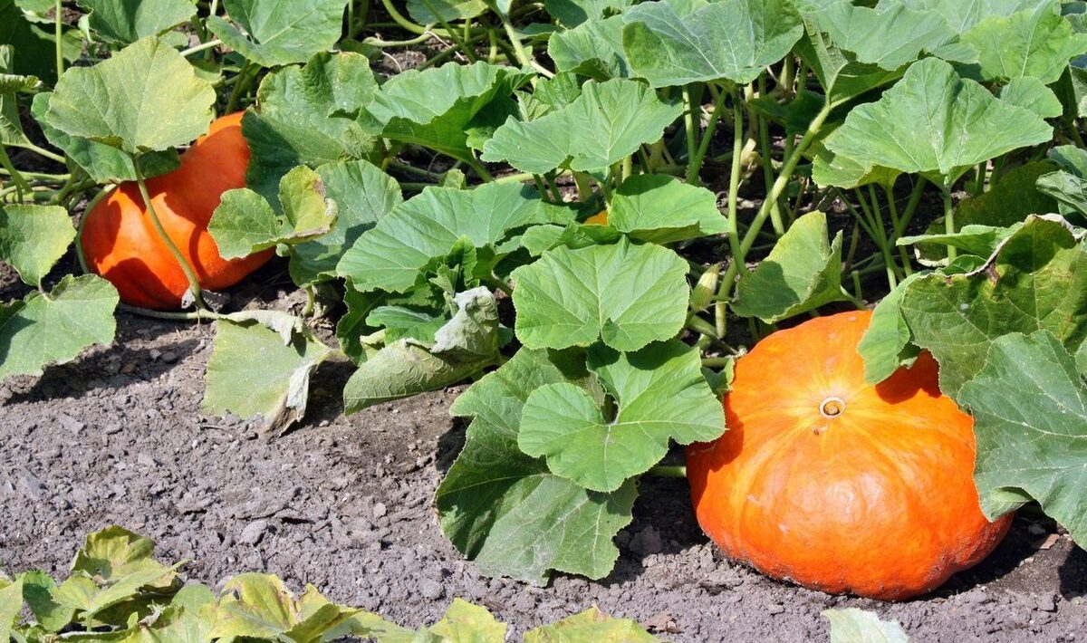 plantelor