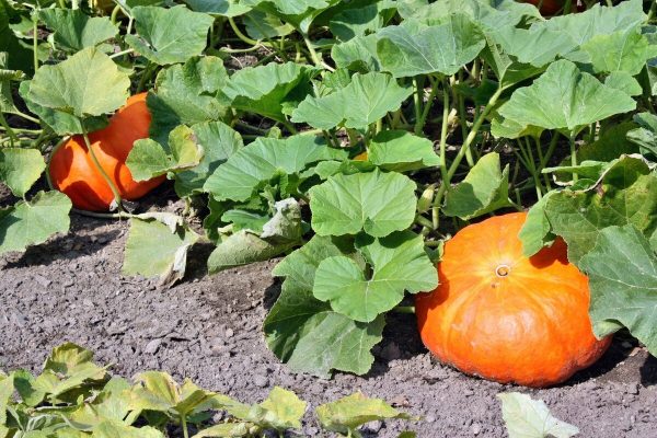 plantelor